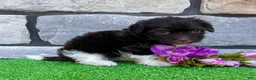 Havanese dogs for sale: Raven - Ad 3