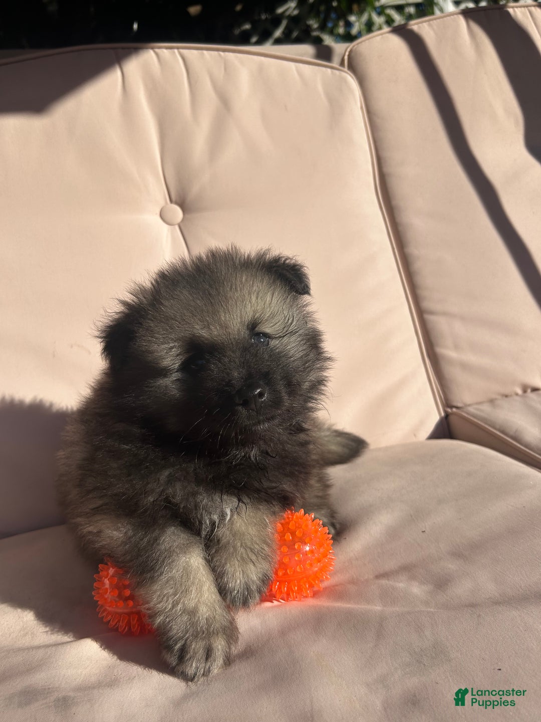 Keeshond dogs for sale: Buddy - Ad 9