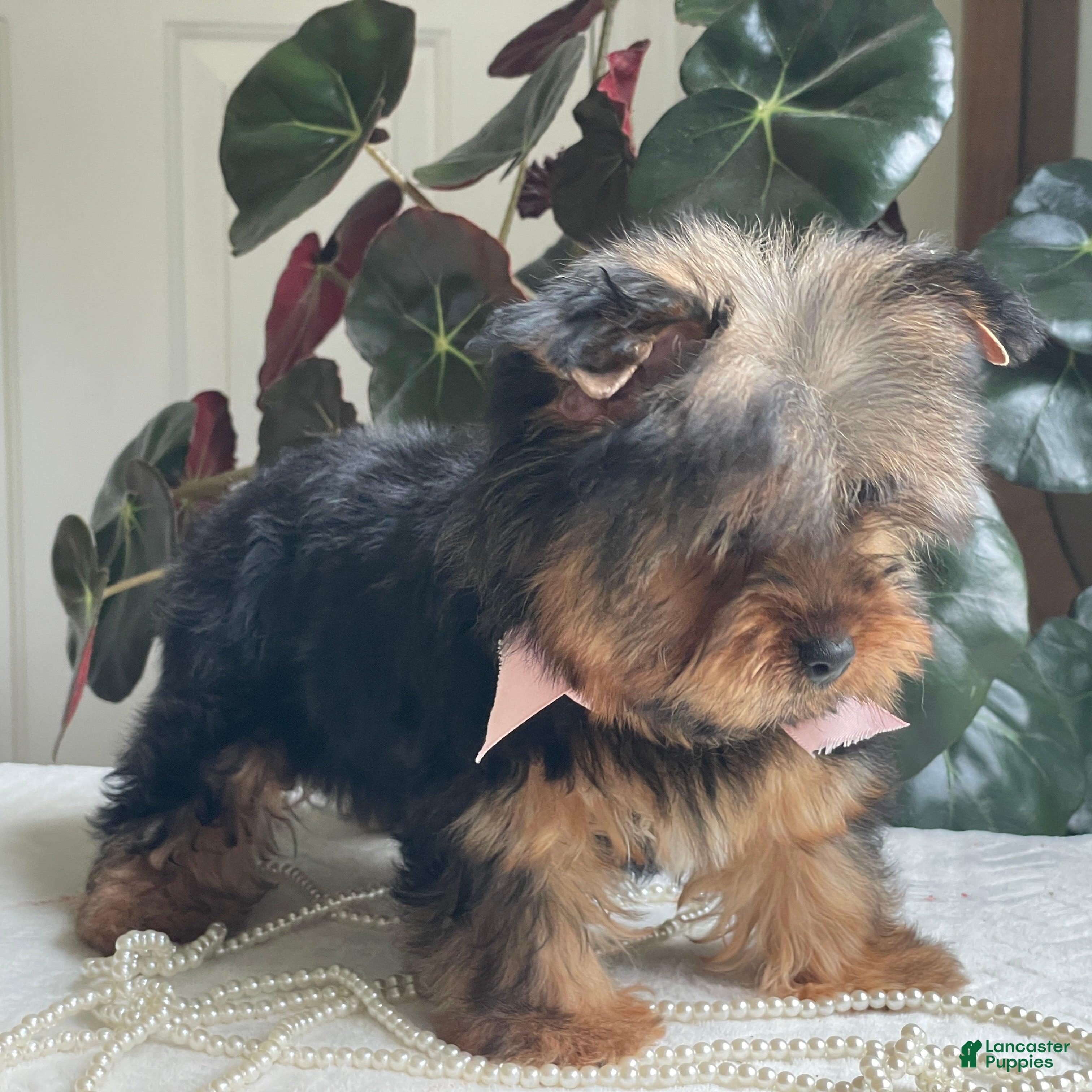Yorkshire Terrier dogs Felicity - Ad 2
