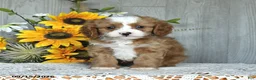 Cavapoo dogs for sale: Nirvaan - Ad 4