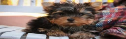 Yorkshire Terrier dogs for sale: Damon Yorkshire Terrier  - Ad 15