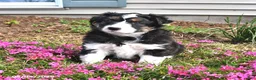 Mixed Breed dogs for sale: Olive  - Ad 4