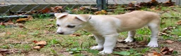 Pitsky dogs for sale: Pitsky 3 - Ad 7