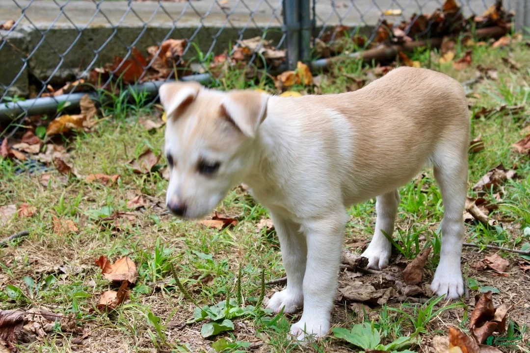 Pitsky dogs for sale: Pitsky 3 - Ad 7
