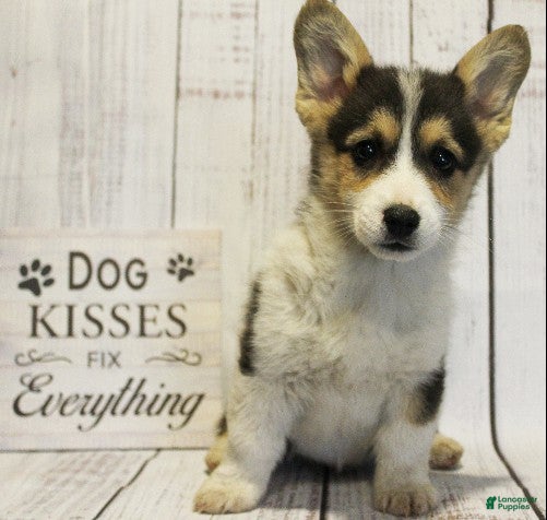 Welsh Corgi Pembroke dogs Cosmo - Ad 1