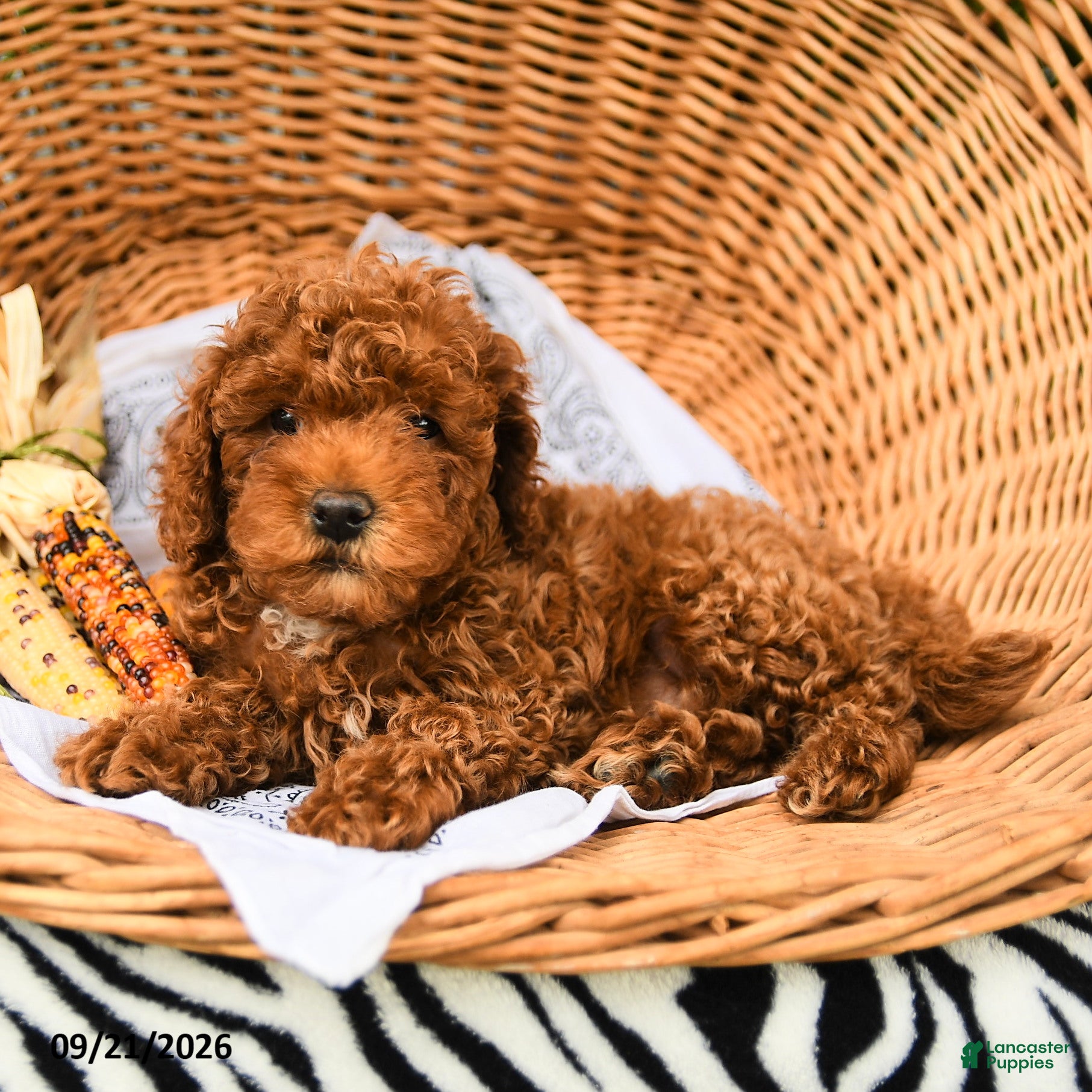 Miniature Poodle dogs Owl - Ad 2