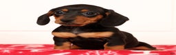 Miniature Dachshund dogs for sale: Gretta - Ad 7