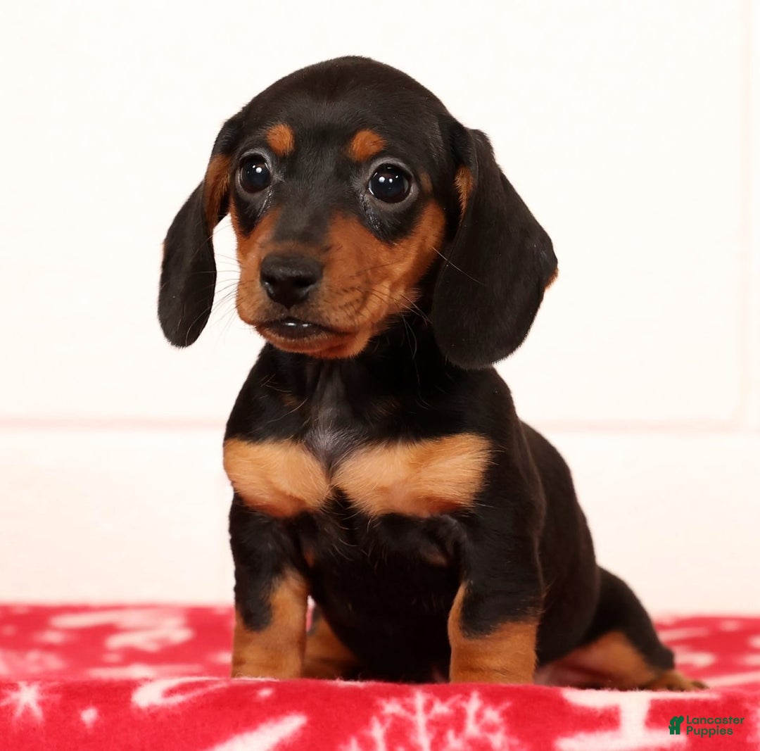 Miniature Dachshund dogs for sale: Gretta - Ad 7
