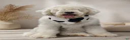 Sheepadoodle dogs for sale: Wrangler - Ad 7