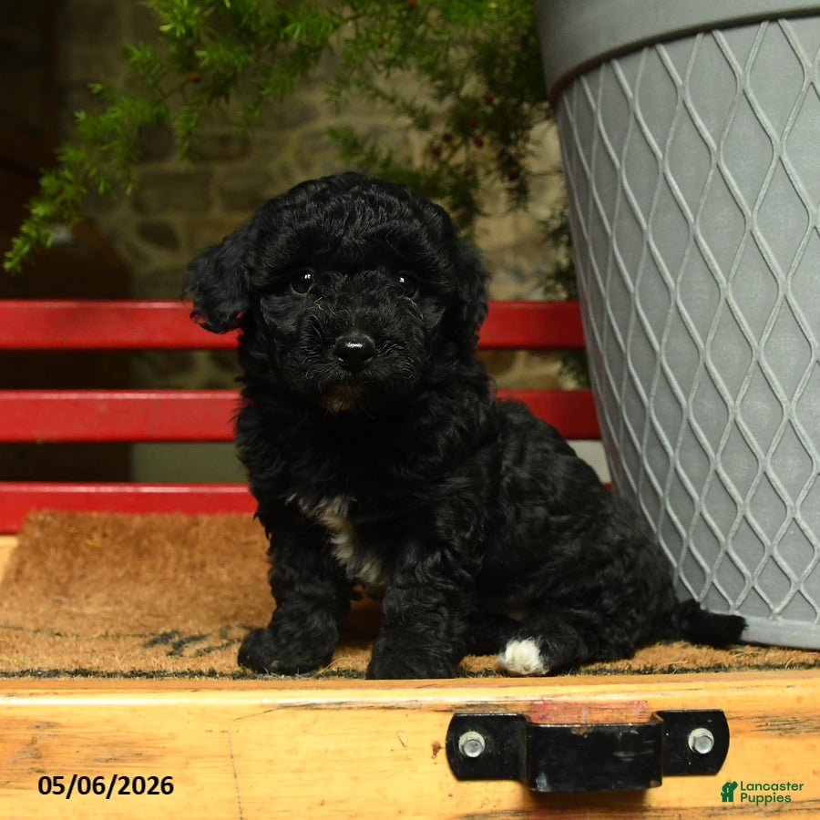Corgipoo dogs for sale: Lacey - Ad 1