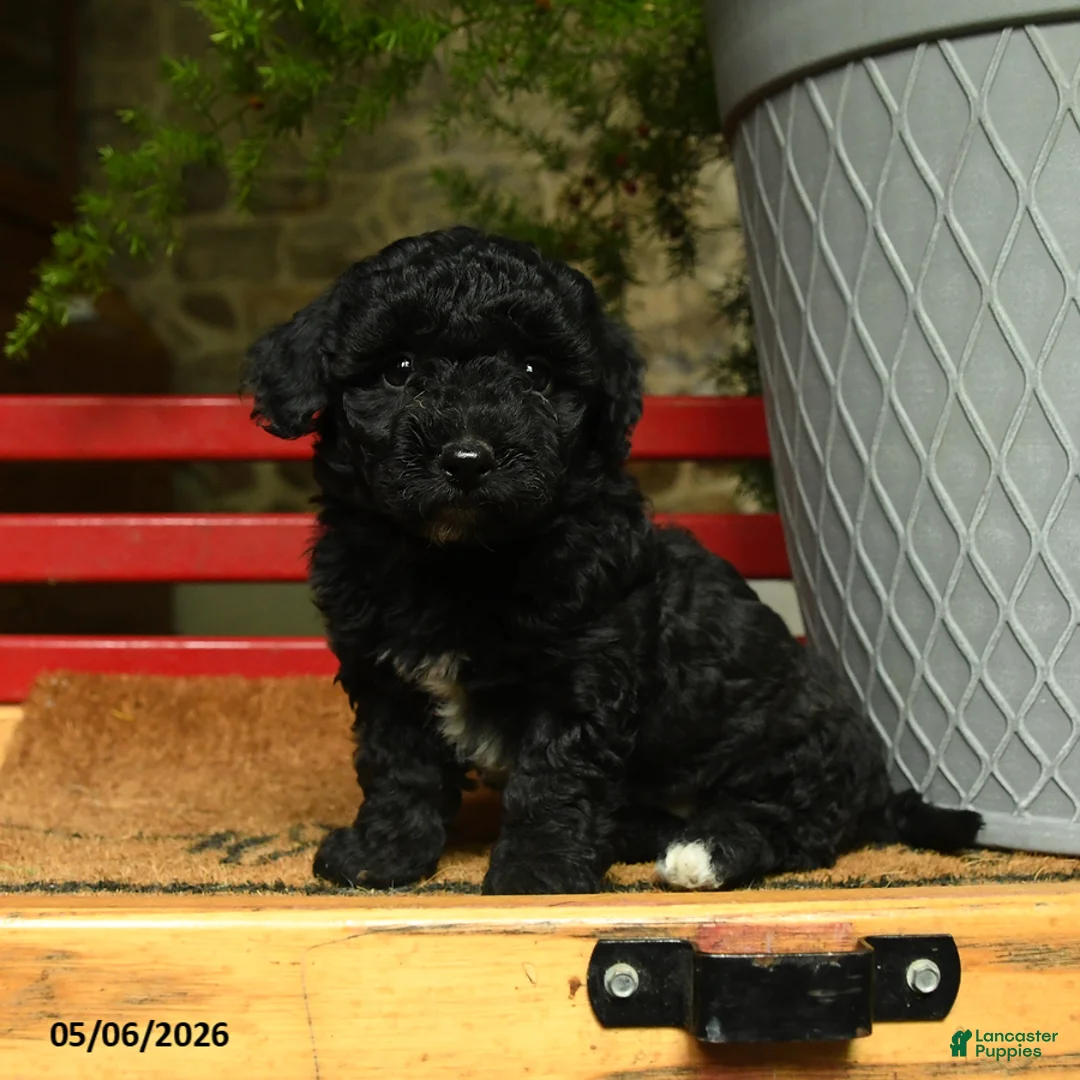 Corgipoo dogs for sale: Lacey - Ad 1