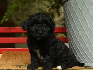 Corgipoo dogs for sale: Lacey - Ad 1