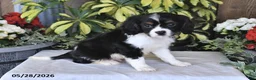 Cavalier King Charles Spaniel dogs for sale: Rover - Ad 5