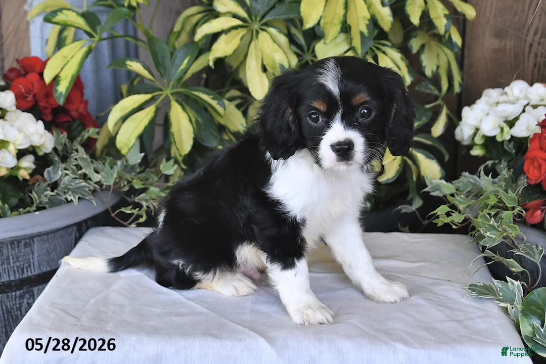Cavalier King Charles Spaniel dogs for sale: Rover - Ad 5