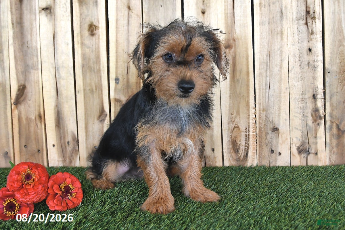 Yorkshire Terrier dogs Bear - Ad 2