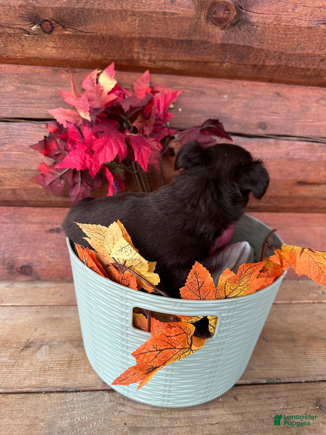 Chihuahua dogs for sale: Chocolove - Ad 3