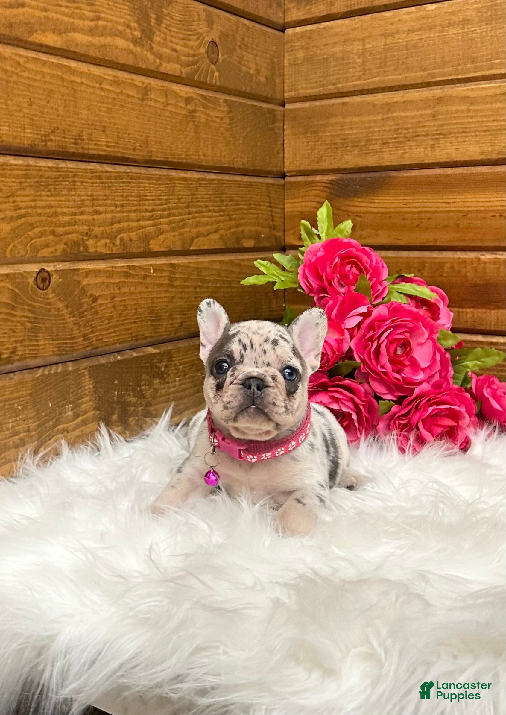 French Bulldog dogs Elsa - Ad 1