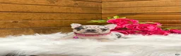 French Bulldog dogs for sale: Elsa - Ad 1