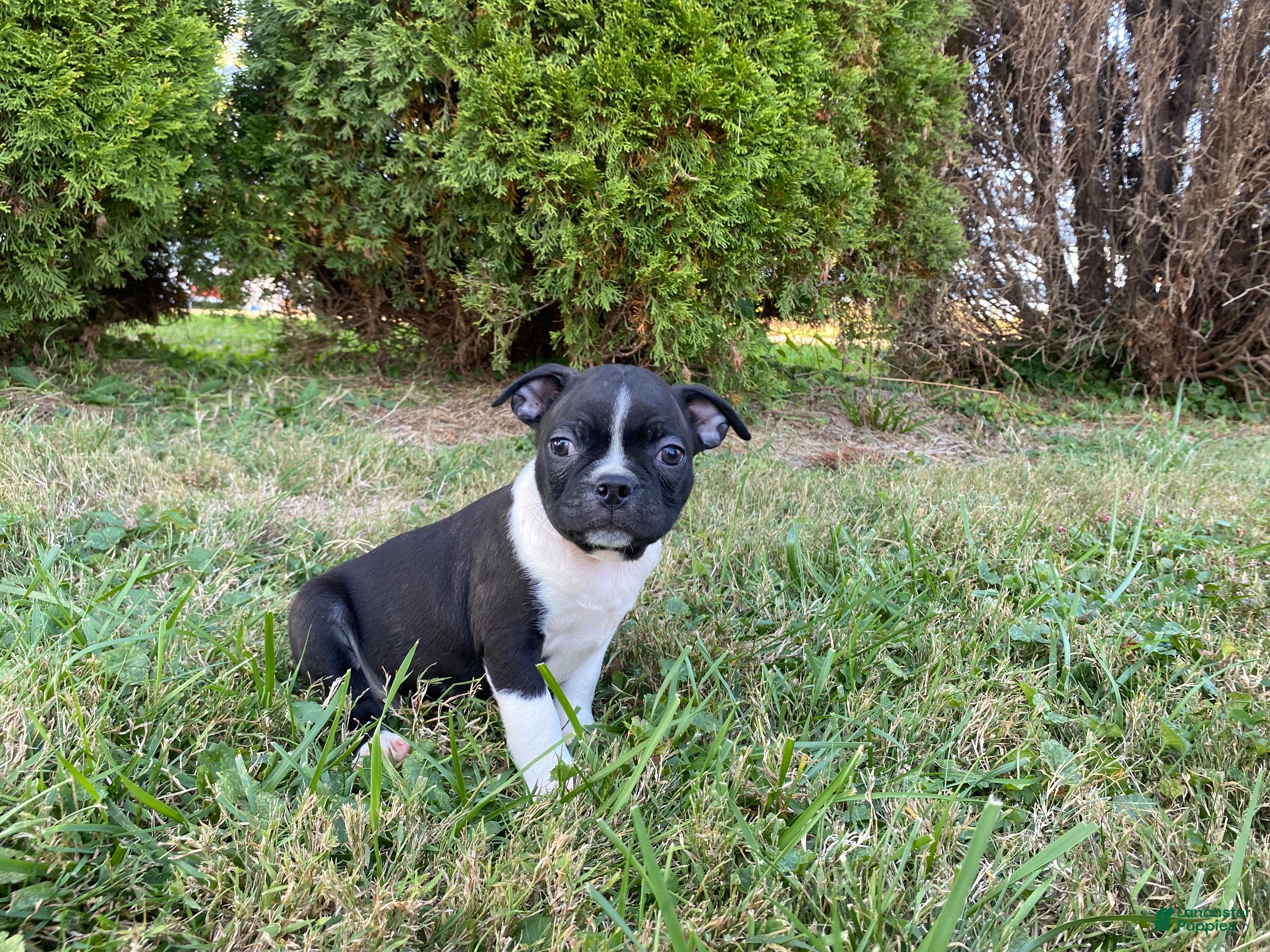 Boston Terrier dogs Leo - Ad 1