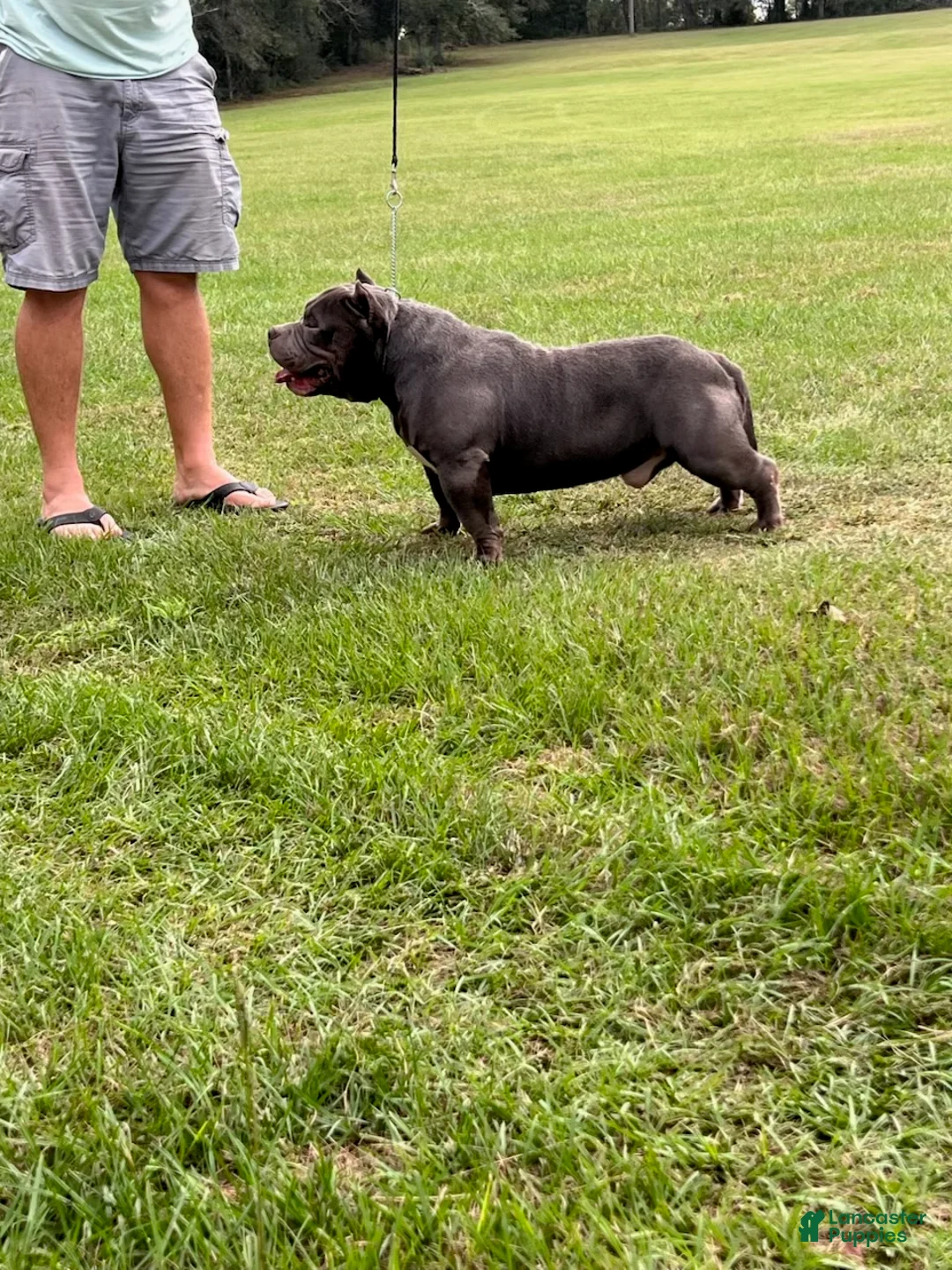 American Bully dogs for stud: Boom Boom - Ad 4