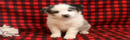 Miniature Australian Shepherd dogs for sale: Luther - Ad 1
