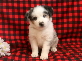 Miniature Australian Shepherd dogs for sale: Luther - Ad 1
