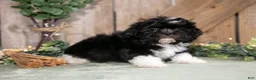 Shih Tzu dogs for sale: Bandit - Ad 3