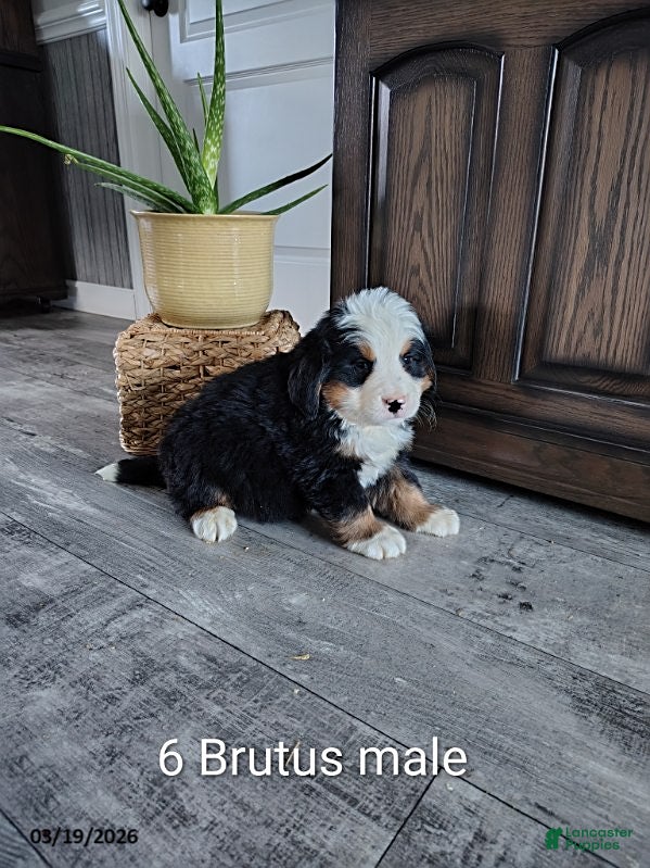 Bernese Mountain Dog dogs Brutus - Ad 1