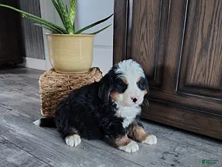 Bernese Mountain Dog dogs for sale: Brutus - Ad 4