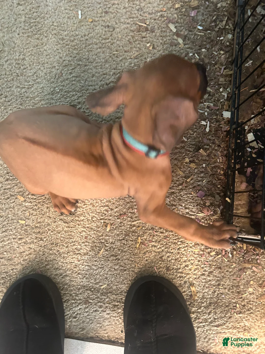 Rhodesian Ridgeback dogs for sale: Rhodesian Ridgeback Puppy 1 sky blue collar - Ad 5