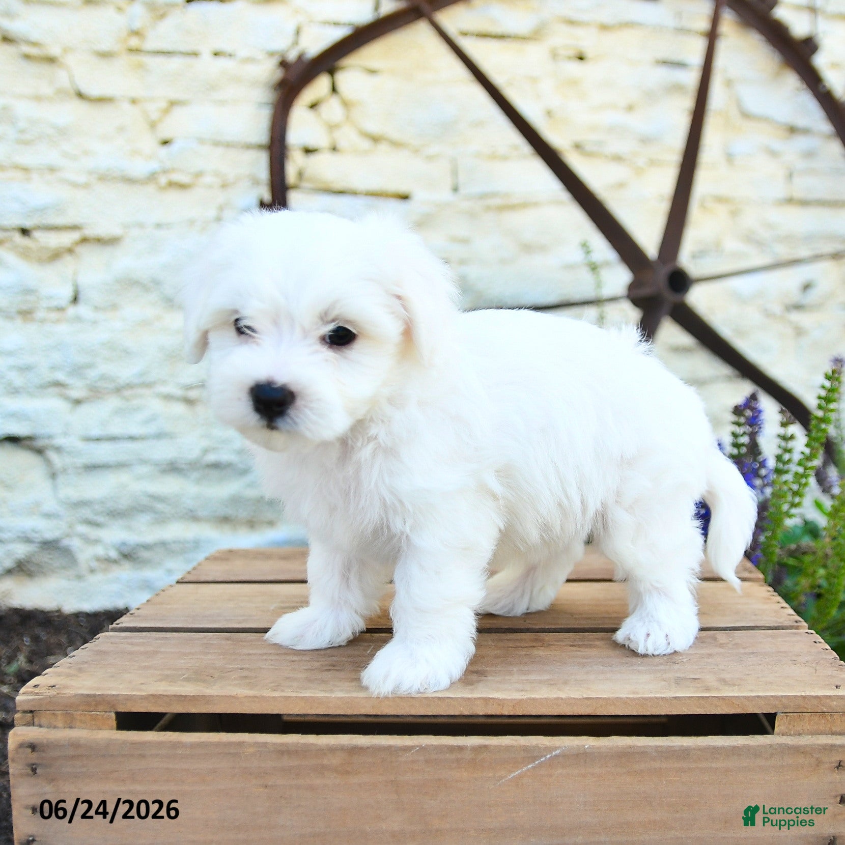 Mixed Breed dogs Edmund - Ad 1