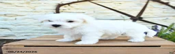 Mixed Breed dogs for sale: Edmund - Ad 1