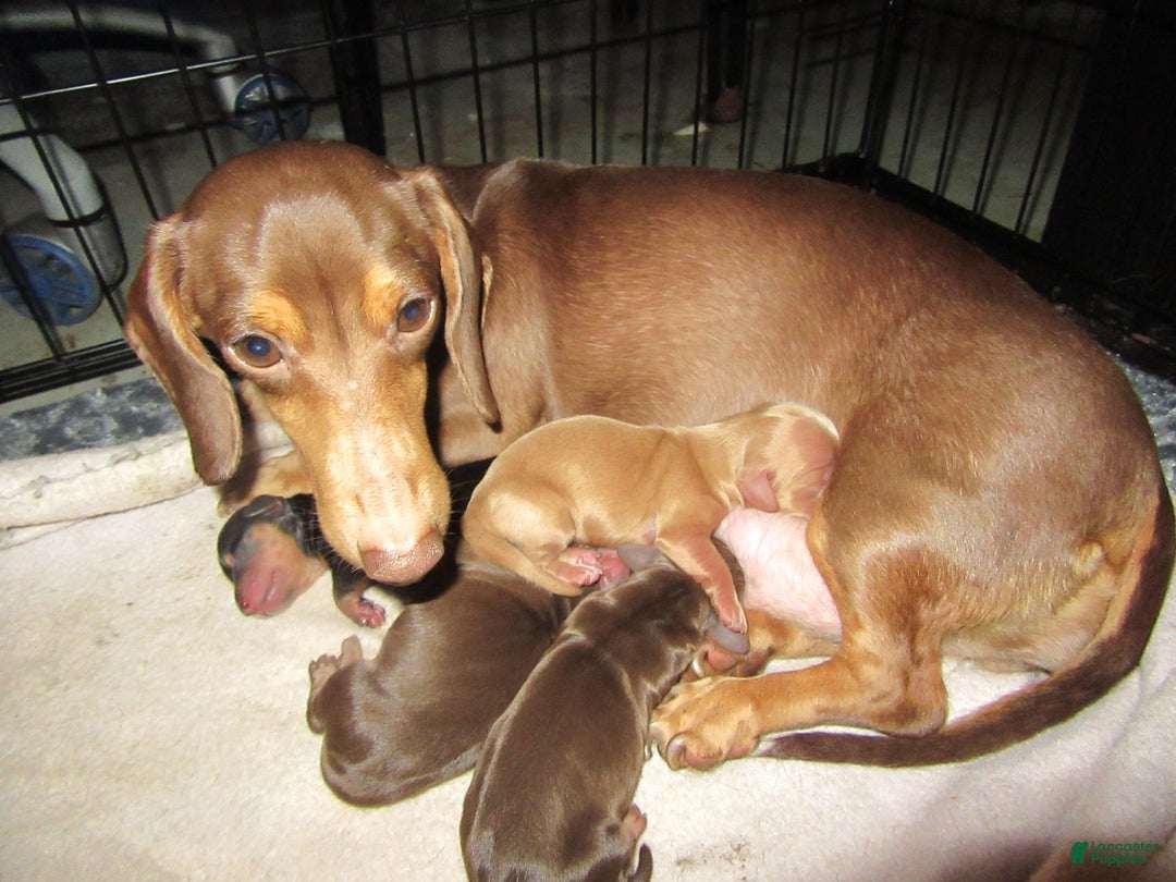 Dachshund dogs for sale: Dachshund Puppy 1 - Ad 5