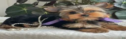 Yorkshire Terrier dogs for sale: Tucker - Ad 11