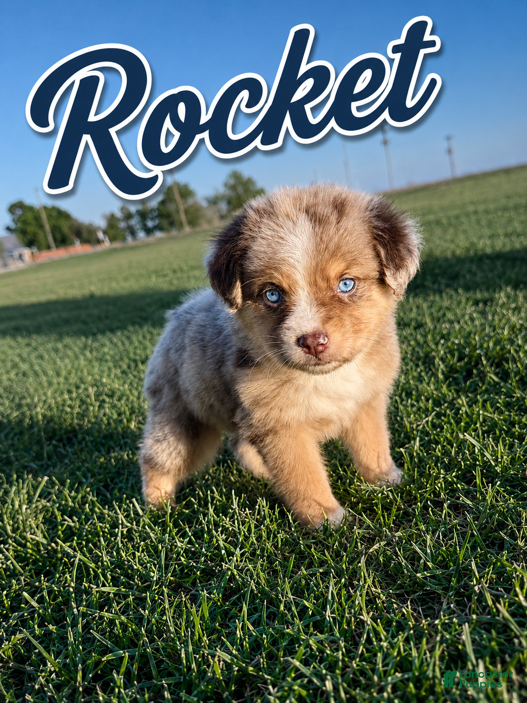 Miniature Australian Shepherd dogs Rocket - Ad 1