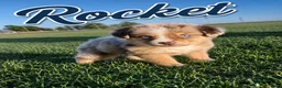 Miniature Australian Shepherd dogs for sale: Rocket - Ad 1