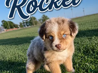 Miniature Australian Shepherd dogs for sale: Rocket - Ad 1