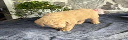 Goldendoodle dogs for sale: Nolan - Ad 12