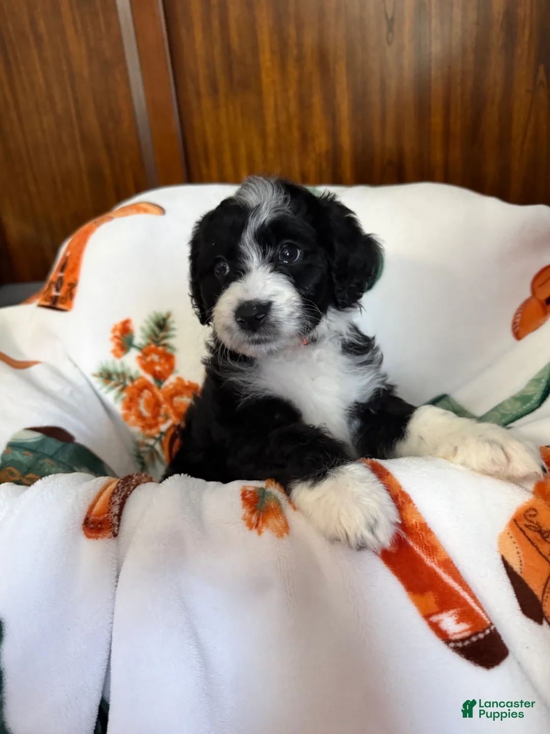 Aussiedoodle dogs for sale: Orange Blossom (Orange) - Ad 1