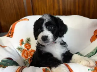 Aussiedoodle dogs Orange Blossom (Orange) - Ad 14