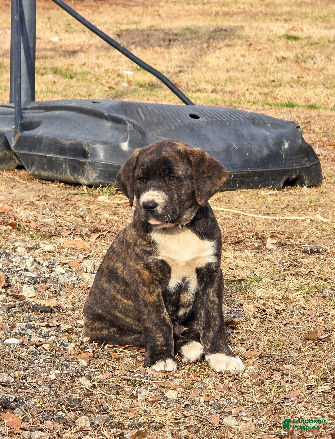 Mixed Breed dogs for sale: Mixed Breed Puppy 1 - Ad 2