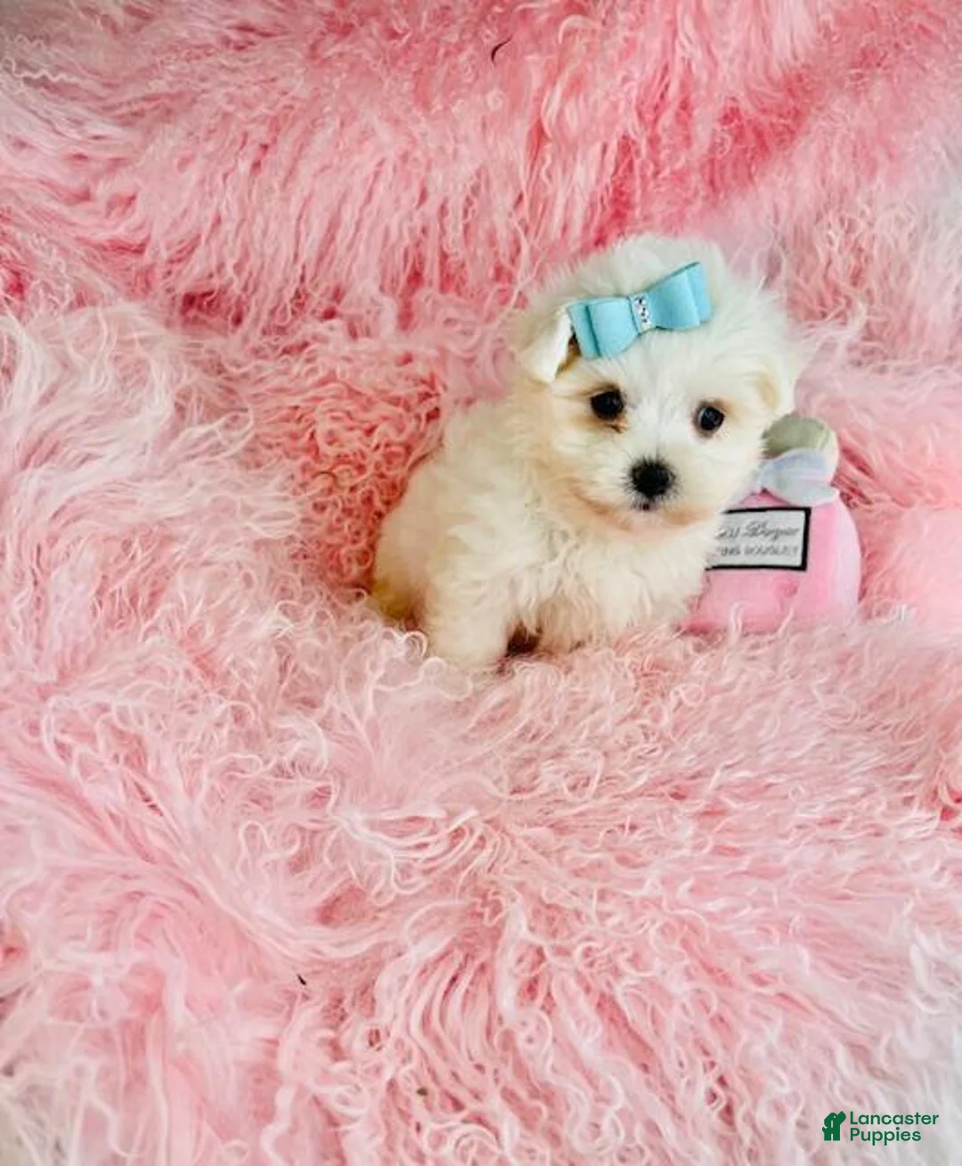 Maltese dogs for sale: Maltese Puppy 2 - Ad 4