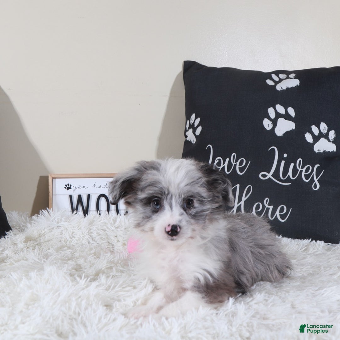 Mini Aussiedoodle dogs for sale: Mini Aussiedoodle Jessie - Ad 3