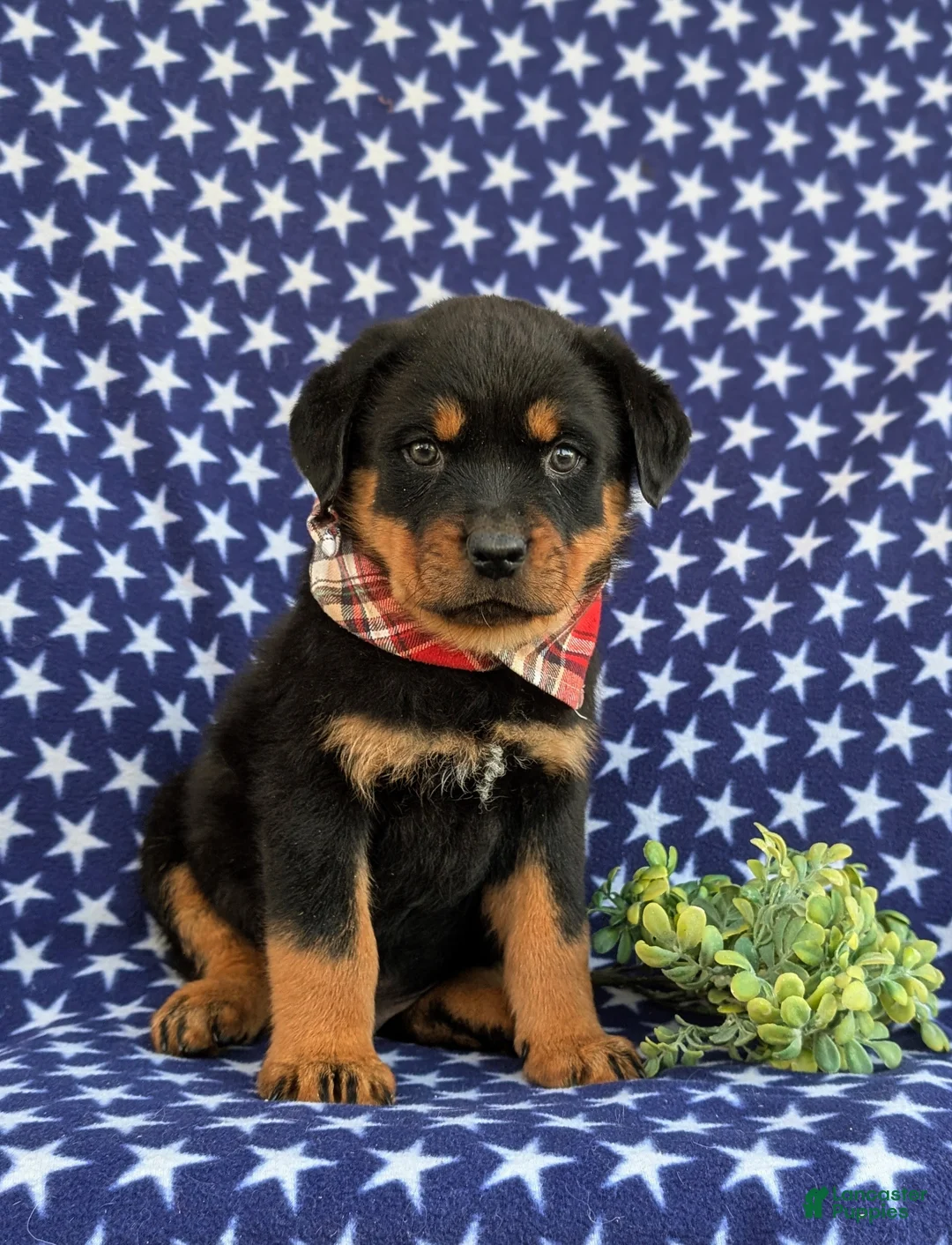 Rottweiler dogs for sale: Bryson - Ad 4