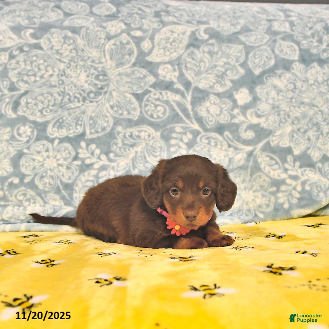 Miniature Dachshund dogs for sale: Precious - Ad 9