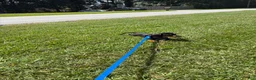 Miniature Dachshund dogs for sale: Miniature Dachshund 1 - Ad 2