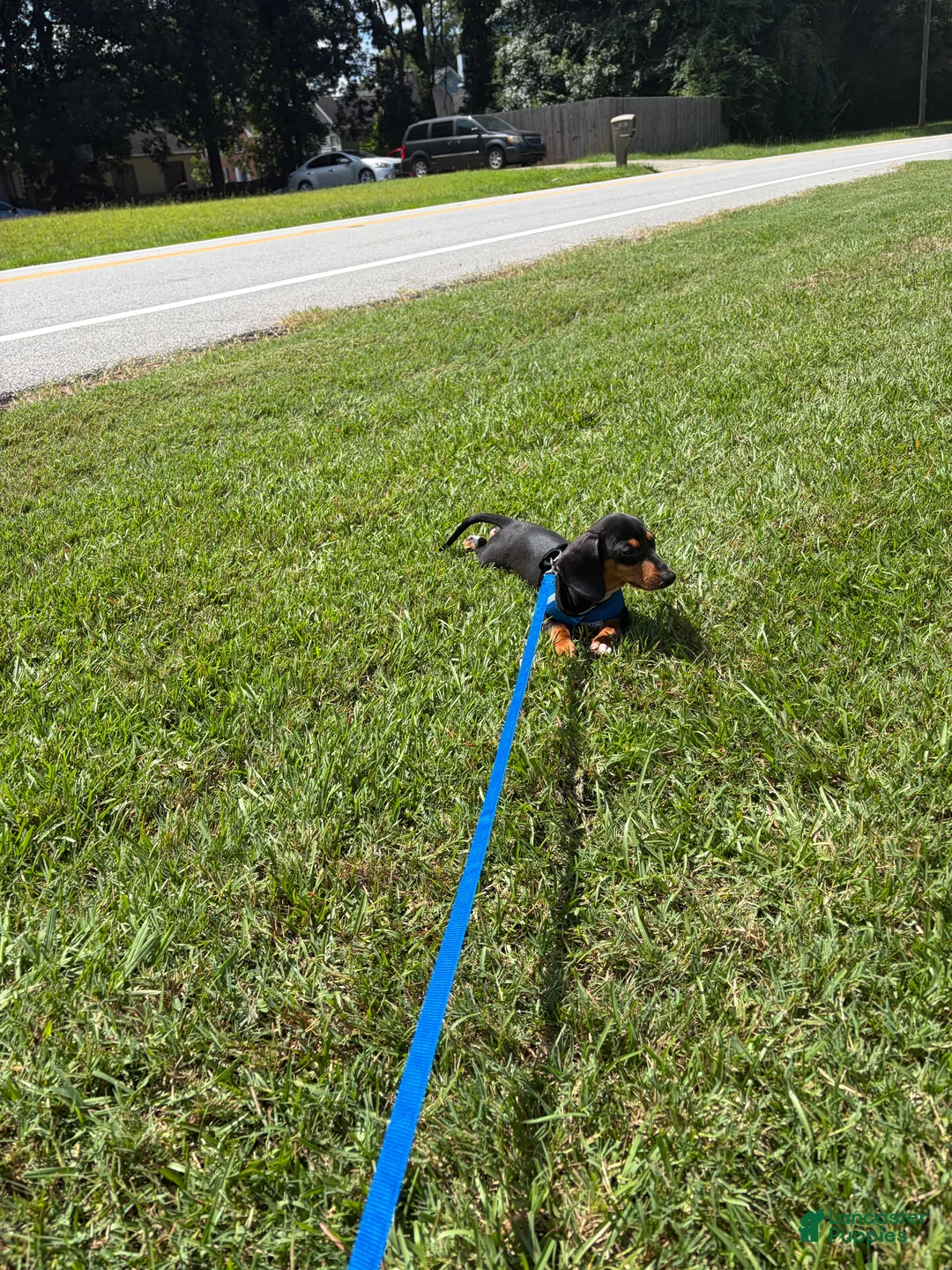 Miniature Dachshund dogs for sale: Miniature Dachshund 1 - Ad 2