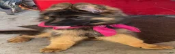 German Shepherd dogs for sale: German Shepherd 2 - Ad 2