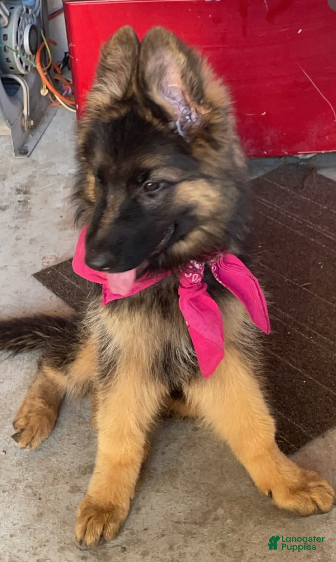 German Shepherd dogs for sale: German Shepherd 2 - Ad 2