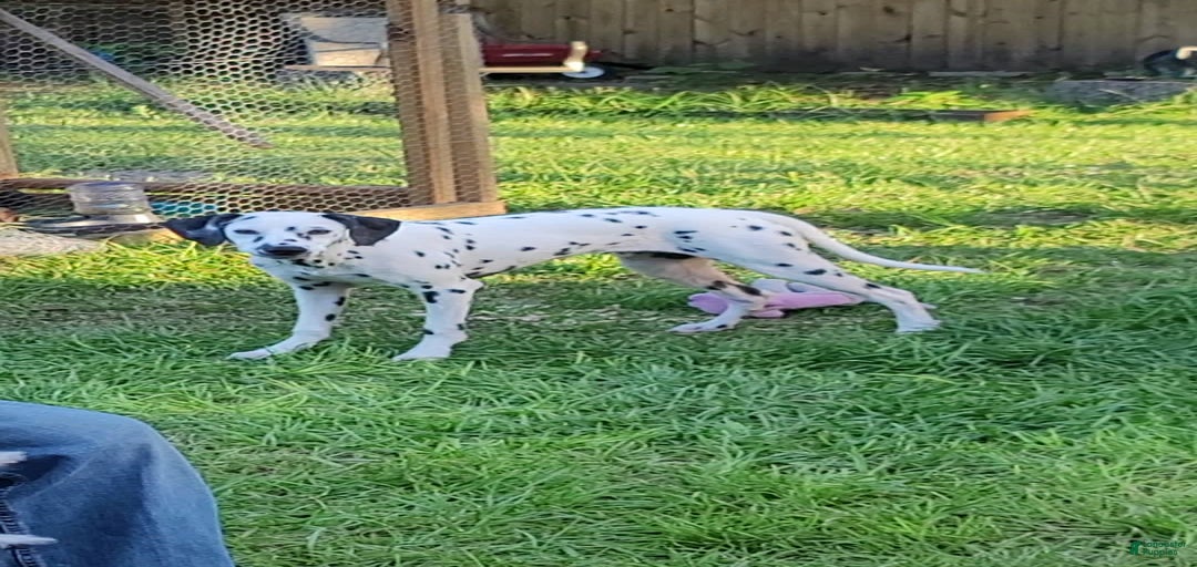 Gallery Image {{count}}